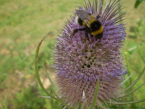 Bee on a thistle Bee on a thistle