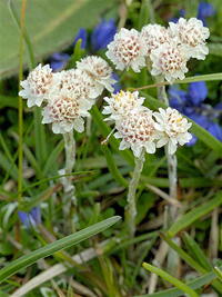 Mountain Everlasting flower