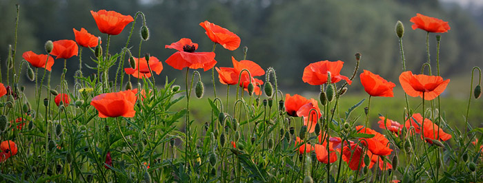 poppies