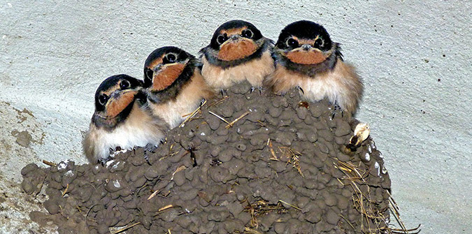 swallows