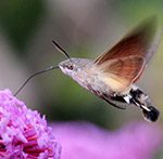 Have you spotted a hummingbird in your garden?