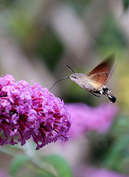 hummingbird hawkmoth