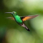 hummingbird