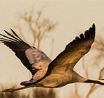 common crane