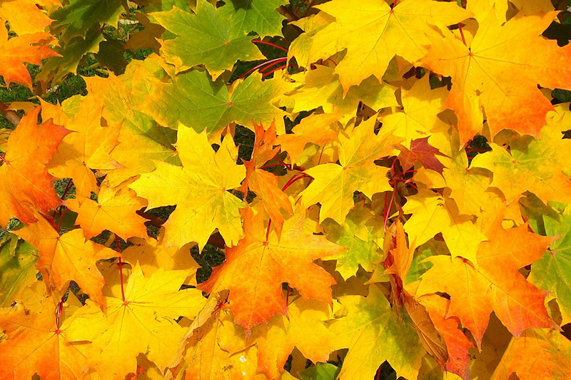 autumn