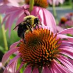 On Butterflies and Bumblebees 2
