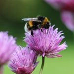 Bumblebee Count