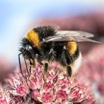 On Butterflies and Bumblebees