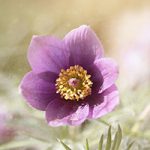 How long has Barnack been famous for wild flowers?
