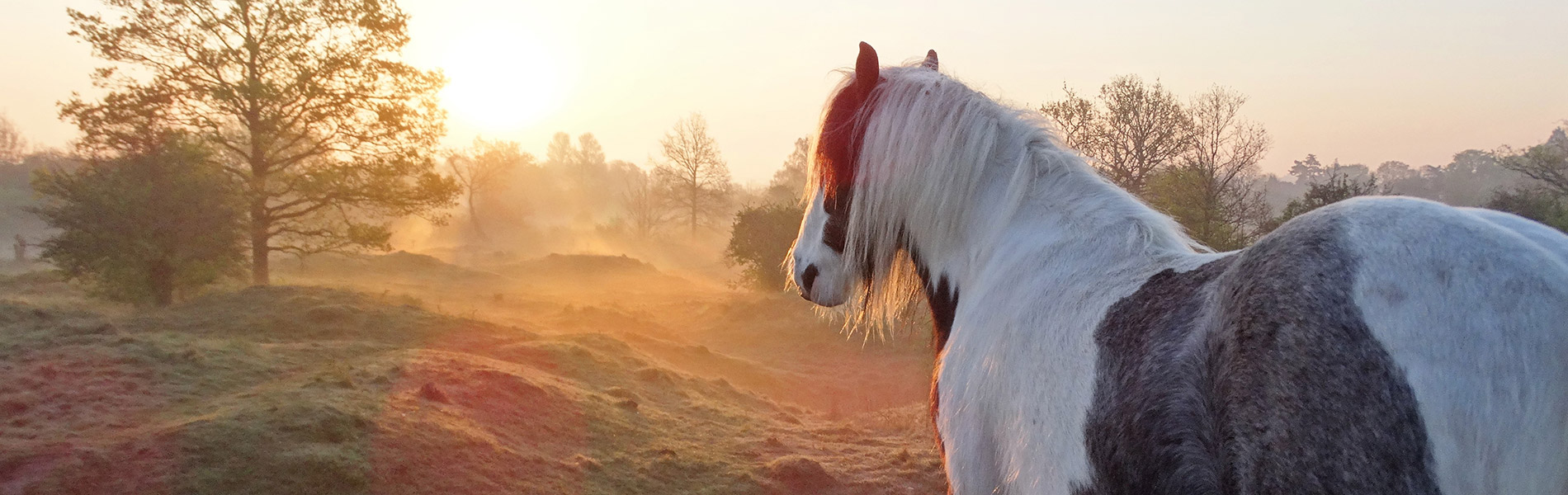 hills and holes at dawn