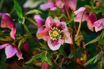 Christmas Rose