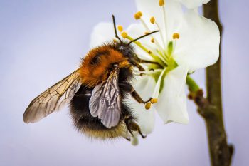 bees