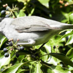 blackcap