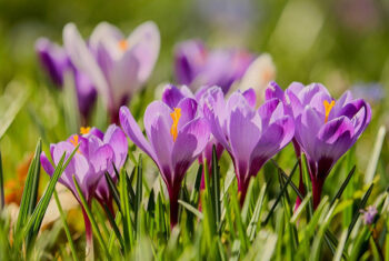 crocuses