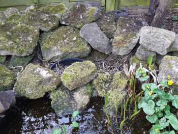garden pond