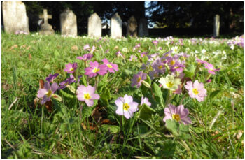 primula vulgaris