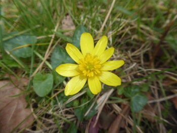 Lesser Celandine