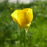 Bulbous Buttercup   (Ranunculus bulbosus)