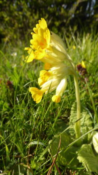 Cowslip in grass