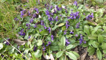 Mauve sweet violet