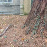 “Wellingtonia” Redwood (Sequoiadendron giganteum)