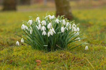 snowdrops