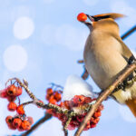 waxwing