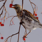 Fieldfare