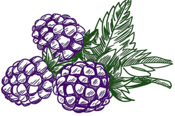 blackberries