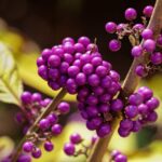 Buy more than you need & The Comely Calicarpa Buy more than you need & The Comely Calicarpa