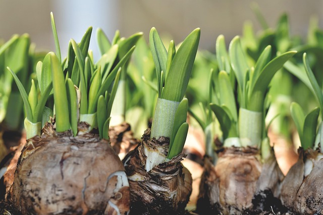 bulbs