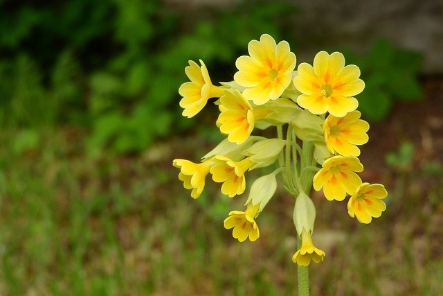 primrose