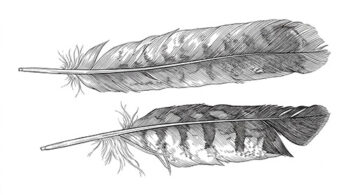 kite feathers